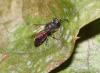 Chrysis sp.